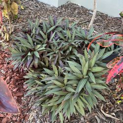 Cheap Plants Oyster  Colorful Leaves Shrubs 
