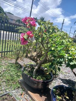 Bonsai Sale! From $100🌺