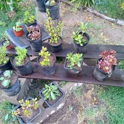SUCCULENT PLANTS