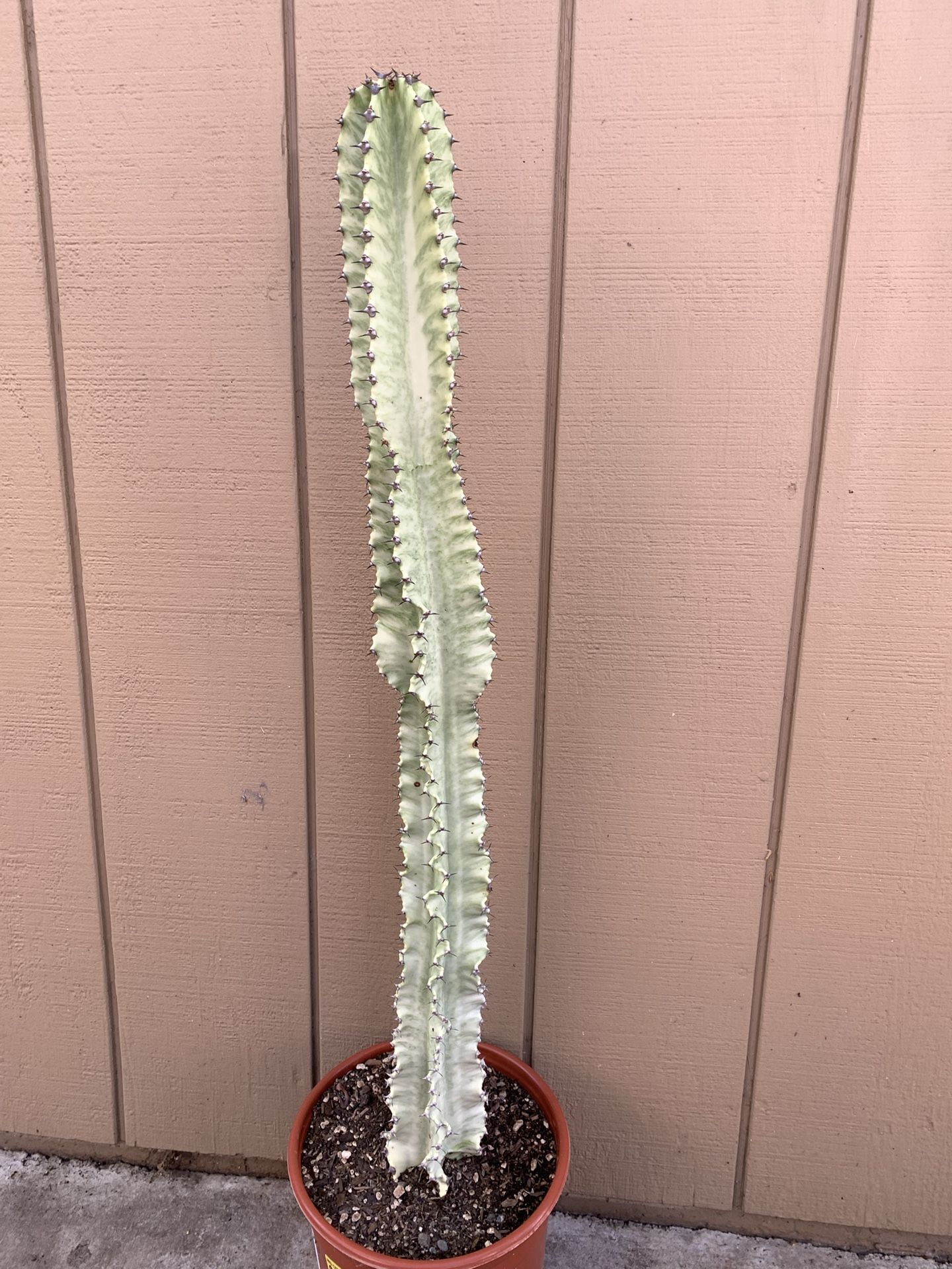 Euphorbia Ammak Variegated Item3