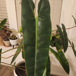 Philodendron Billitiae Plant - full pot!