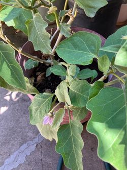 Eggplant plant big long one very good taste