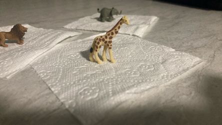 Safari Aminals