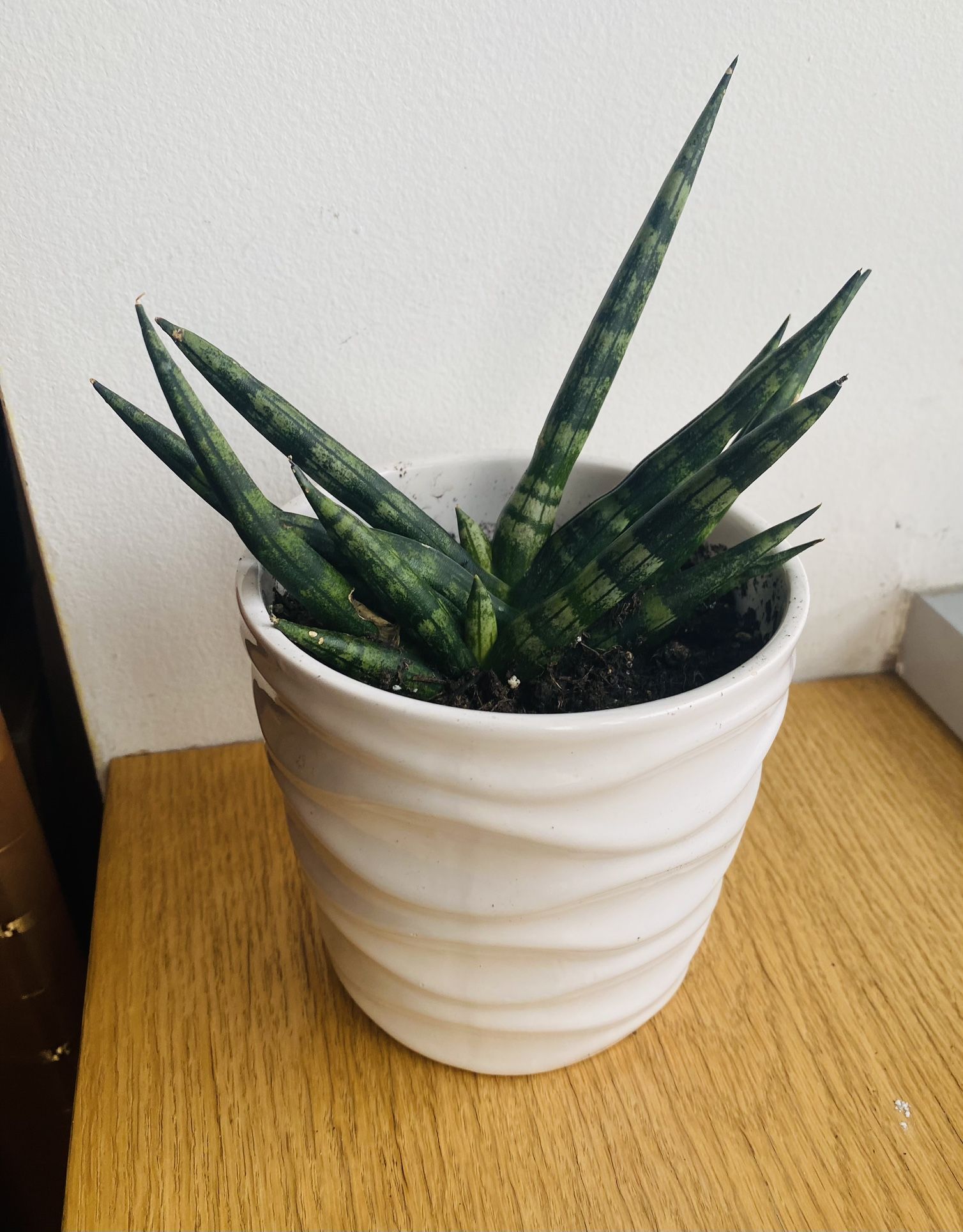 5” Toll Ceramic Pot With Succulent. Help To Deliver Locally