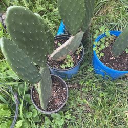 Nopal