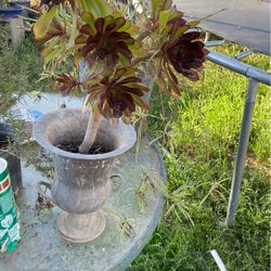 Succulent With Pot 