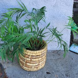 Fake Plant In Basket, Faux Plant, Plastic Plant,  Not Real