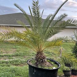 Canary Island Date Palm