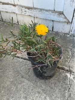 Ground cover / chisme yellow flower