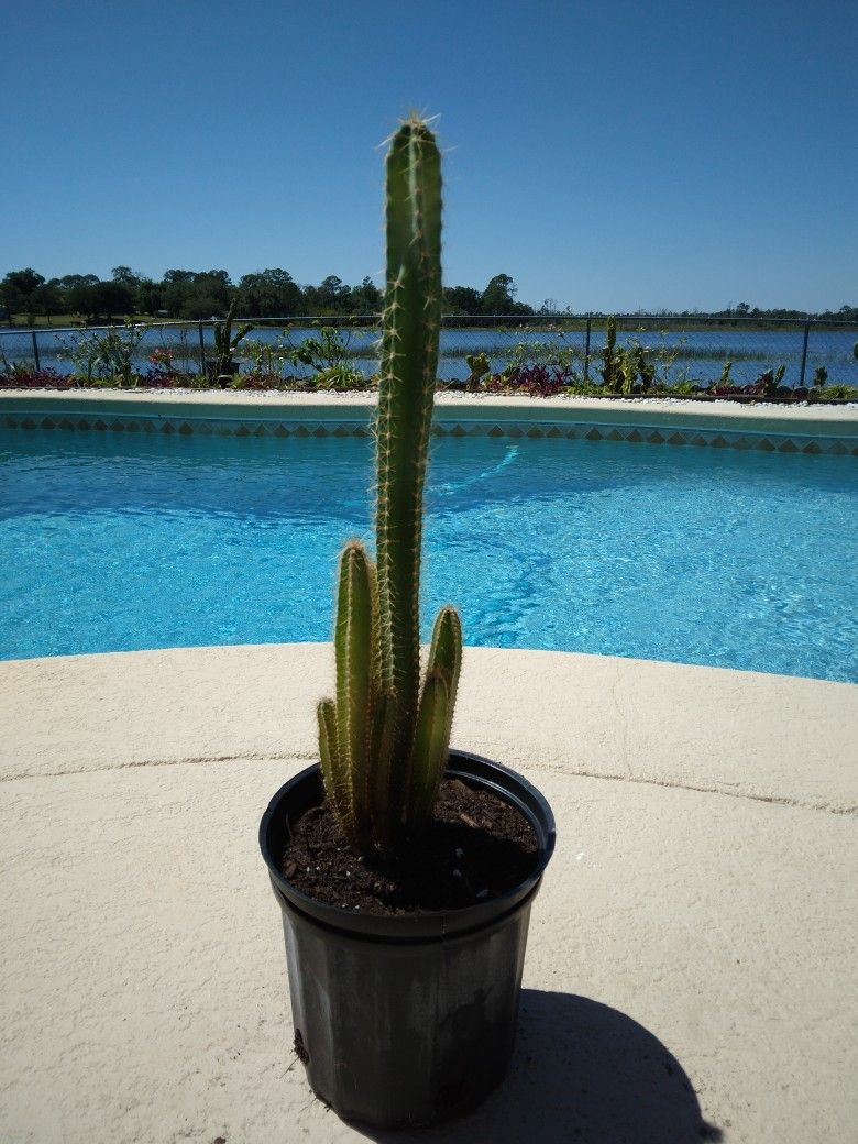 7 Peruvian Apple Cactus Seed Grown Cactus $30 -Ship $7 - Rooted In Pot 