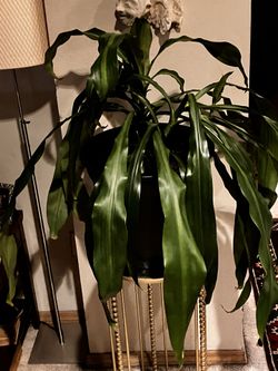 Large Corn Plant (Dracaena)