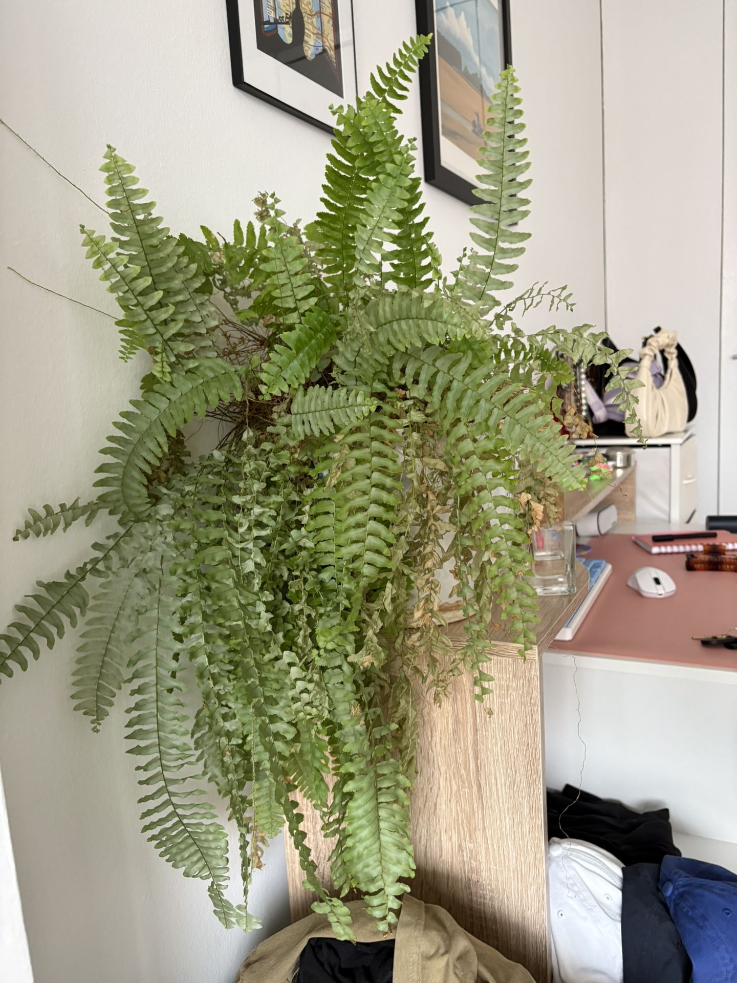 Various Plants For Sale!
