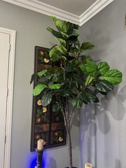Very Tall silk Fiddle  fig tree