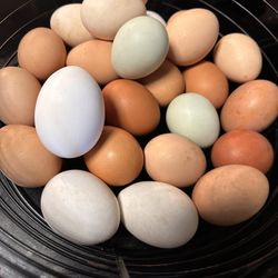 Fertile Eggs