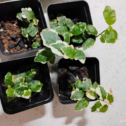 Rooted plant cuttings