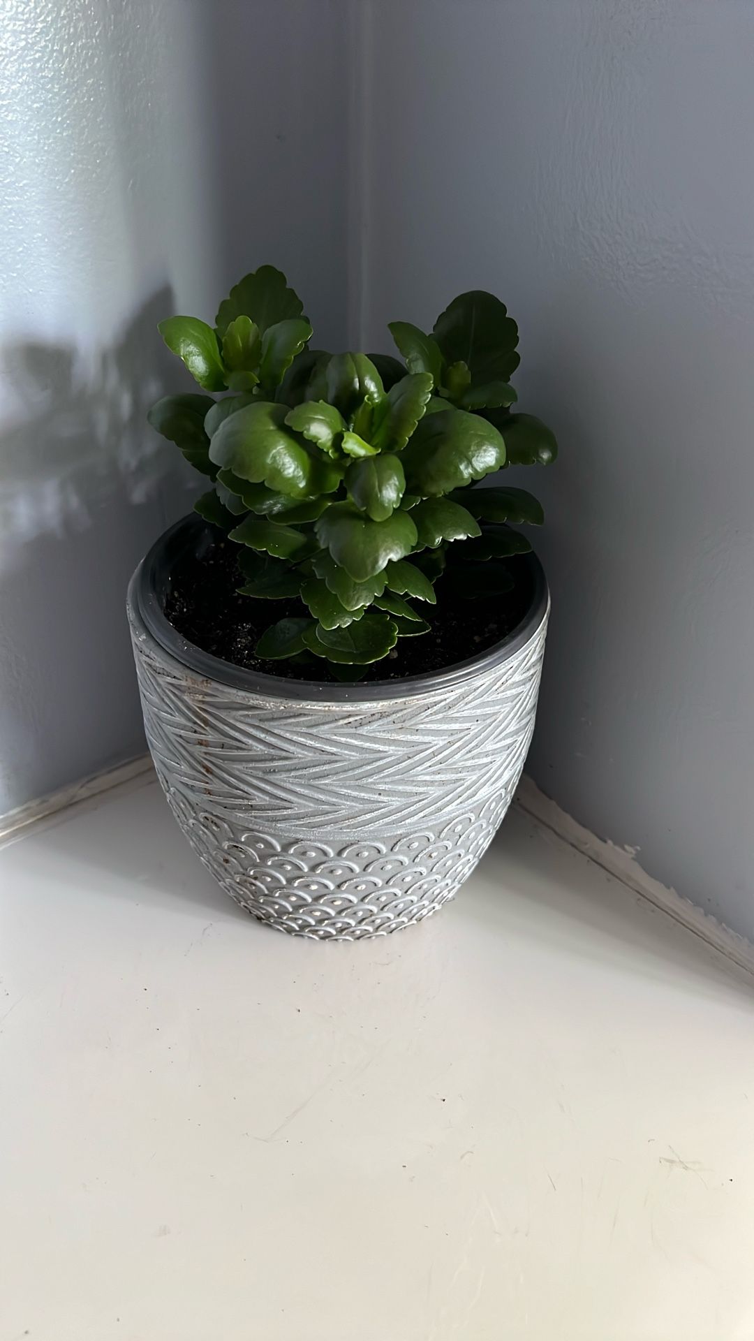 Live Houseplants, Floral Kalanchoe, Pink Flowers, in 5.5 Grey Pottery Pot
