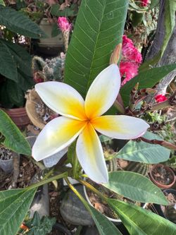 Plumeria tree blooming