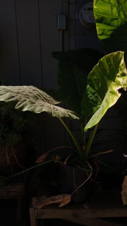Plant