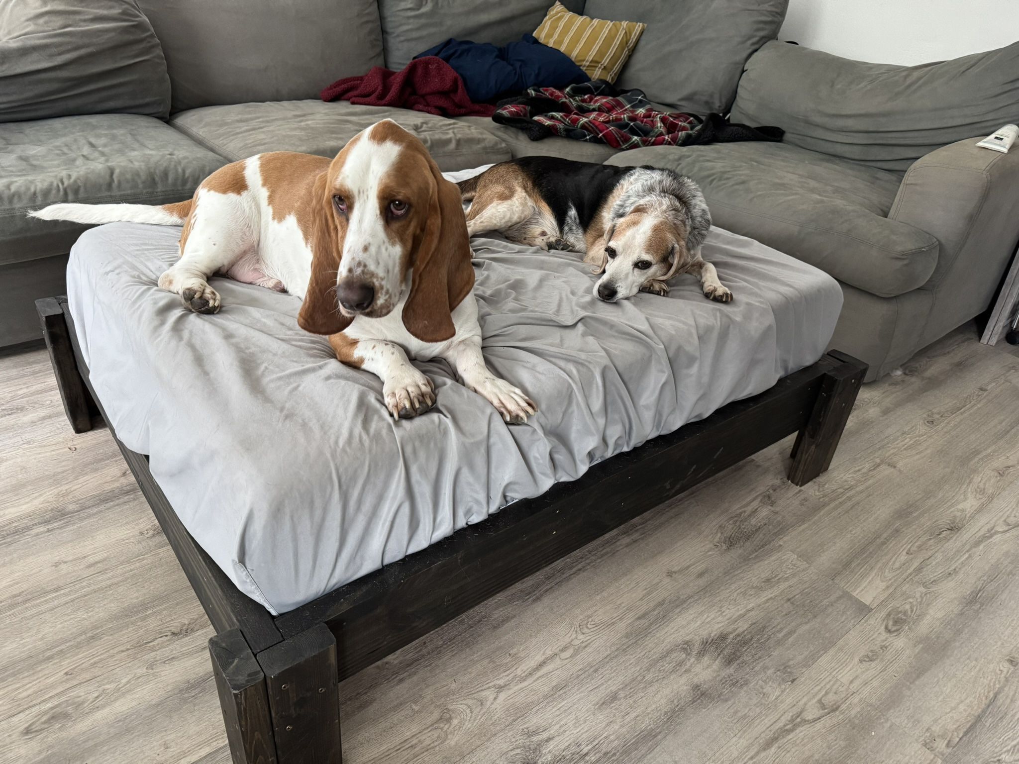 XL Custom Dog Bed Frame + Mattress – Sturdy & Stylish!