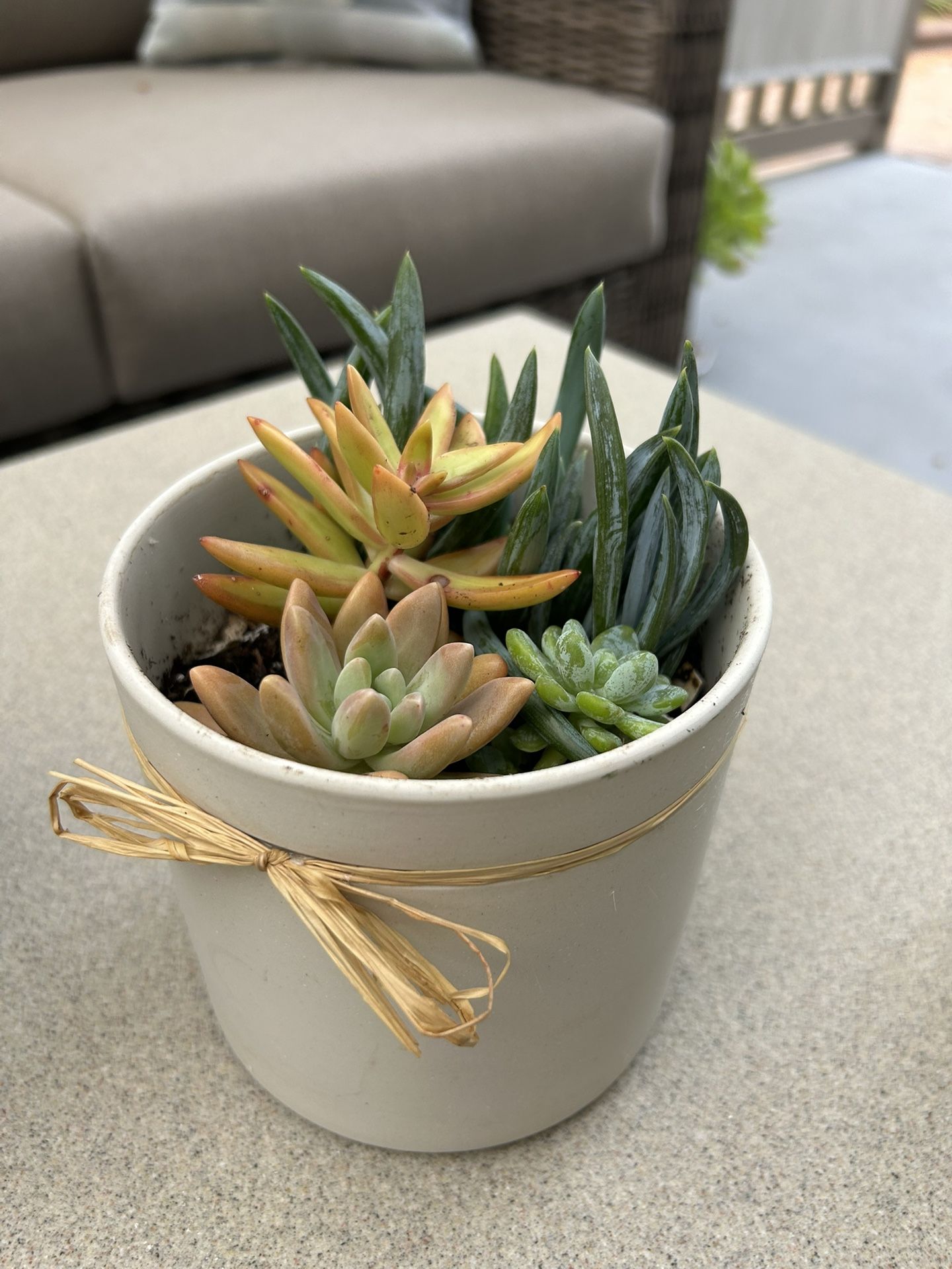 Succulent Arrangements