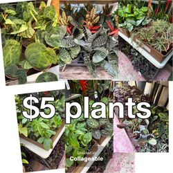 Plants Sale🌿$5 each