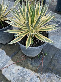 Agave Bovicornuta – 3 Gallon | $50
