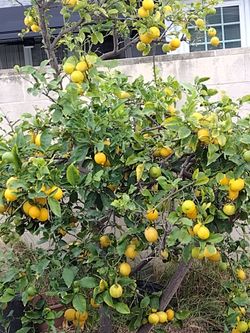 Organic juicy lemons for July 4th party