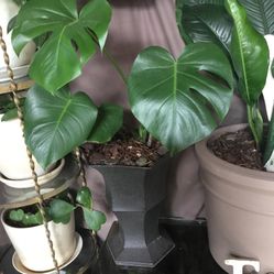 Monstera Deliciosa