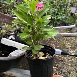 Corona de Cristo/ Thorn Of Christ Plant