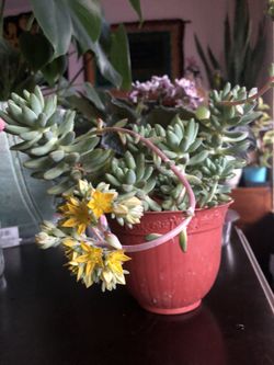 Succulent with yellow flower