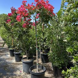 Bougainvillea Tree 15gal 