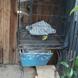 Big  Bird Cage