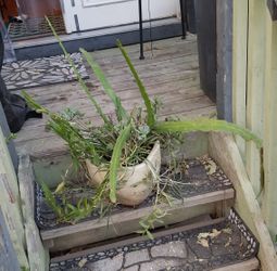 Spring is here! Multitude of plants in beautiful pot