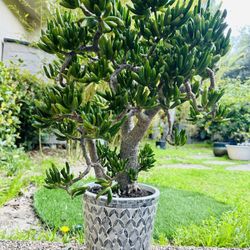 2  Large Mature Jade Plants Bonsai Tree With Nice Pots, 30-36” Tall , Lucky Tree Money Tree,fengshui Tree