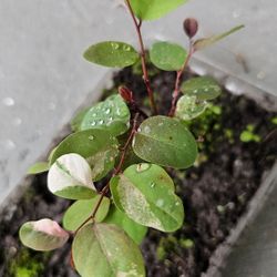 Rare Red-Leaved Snow Bush Plant