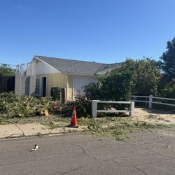 Free Ash Firewood