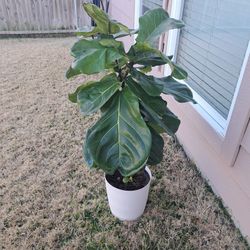 Fiddle Leaf Ficus Lively 