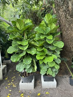 HOME PLANTS- SPECIAL PRICE FIDDLE FIG LYRATA 7 GL