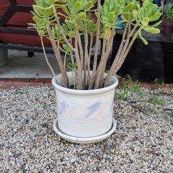 Plants/pots $10 Each