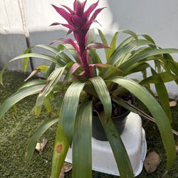 Bromeliads $10  