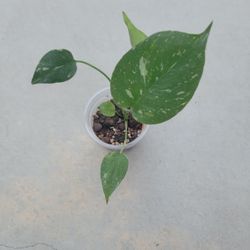 Monstera Thai Constellation 