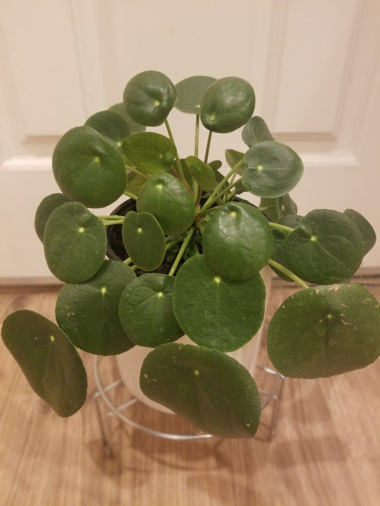 Large Pilea Peperomioides- Chinese Money Plant