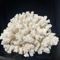 Large White Coral 8.5” X 6”