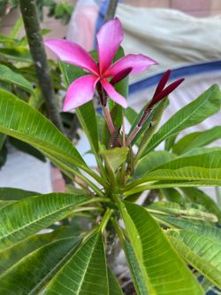 Plumeria plant in a pot, raspberry in color , Azusa