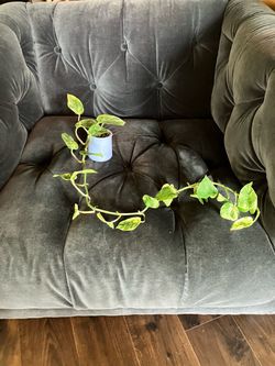 Golden Pothos Live Plant in Small Blue La Fermière Jar pot