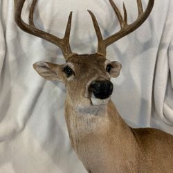 Deer Mount-$300