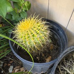 Golden Barrel Cactus (x3)
