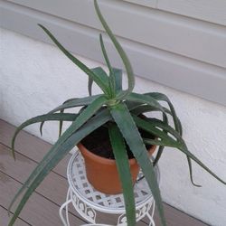 Aloe Vera Succelent