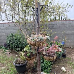 All These With Plants 