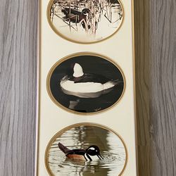 Duck Trio Photographs Framed Art